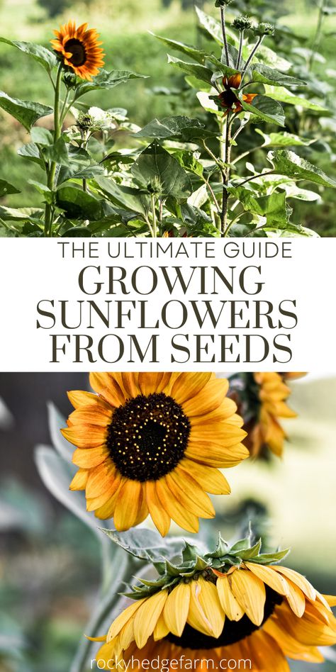 Plant Sunflowers In Ground, Sunflower Growing Stages, Planting Sunflowers In Ground, Sunflower Garden Bed, When To Plant Sunflower Seeds, How To Grow Sunflowers From Seeds, Where To Plant Sunflowers, How To Plant Sunflower Seeds, Sunflower Planting Tips