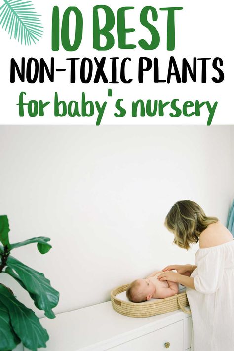 Plants In A Nursery, Nursery Hanging Plants, Hanging Plants In Nursery, Plant Themed Nursery Bohemian, Greenery In Nursery, Hanging Plant In Nursery, Plant Wall Nursery, Best Plants For Nursery, Plants For Nursery Baby Rooms