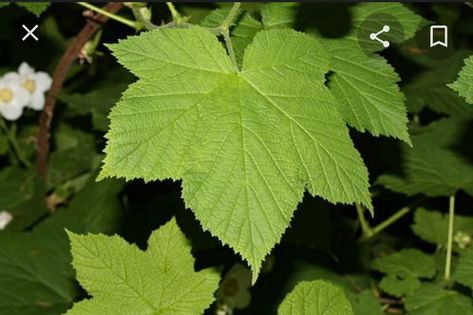 Thimble Berry, Leaf Tattoo, Vegetable Seeds, Tree Seeds, Grass Seed, Herb Seeds, Tattoo Inspo, Flower Seeds, How To Grow