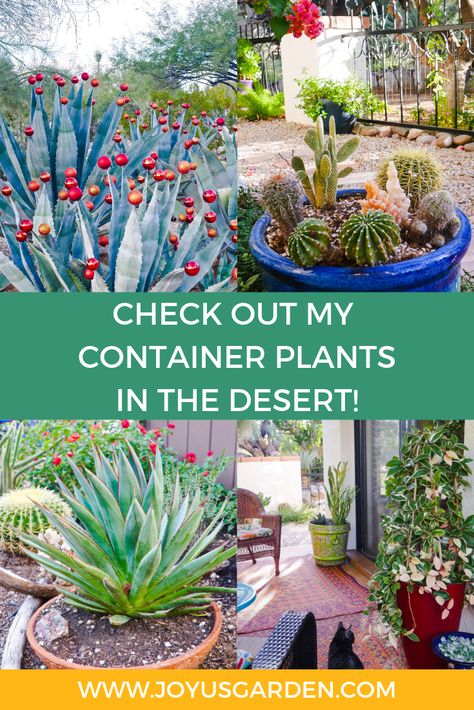 Southwestern Garden Ideas, Arizona Plants For Pots, Cactus Garden Outdoor Pots, Arizona Potted Plants, Desert Front Porch Ideas, Drought Tolerant Potted Plants, Cactus Container Garden, Cactus Container Garden Ideas, Easy Desert Landscape Ideas