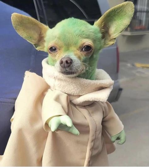 Cute Animals In Costumes, Funny Dog Halloween Costumes, Funny Dog Haircut, Cute Dogs In Costumes, Chia Pet Costume, Funny Chihuahua Pictures, Chihuahua Halloween Costumes, Halloween Costumes For Chihuahuas, Chihuahua Costumes