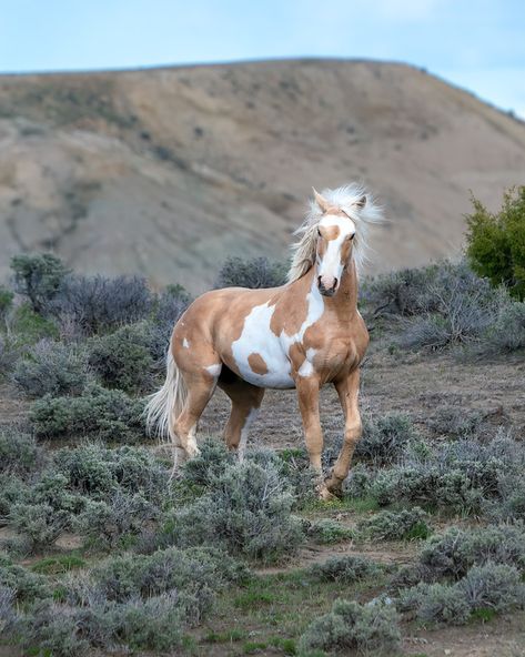 Cheval Pie, Wild Horses Mustangs, Wild Horses Photography, Beautiful Horse Pictures, Palomino Horse, Pinto Horse, Mustang Horse, Horse Aesthetic, Most Beautiful Horses