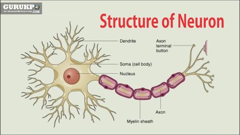 Neuron Structure And Function, Neuron Diagram, Nervous System Diagram, Neuron Structure, Anatomy Education, Brain Neurons, Cell Diagram, Science Diagrams, Glial Cells