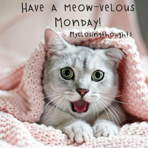 Good Morning Monday Cats, Mondays Funny, Chicken Wisdom, Hate Mondays Funny, Work Related Quotes, Monday Good Morning, Monday Cat, Good Morning Animals, Monday Post