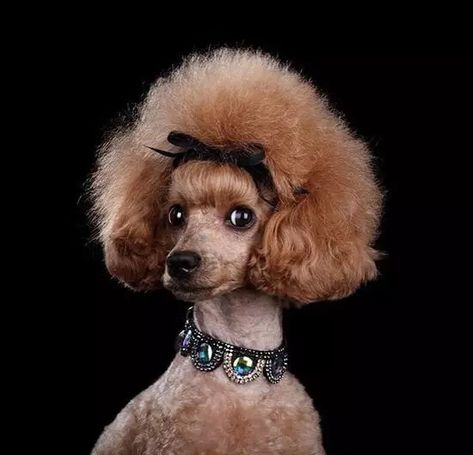 Poodle Hairstyles, Toy Poodle Haircut, Poodle Haircuts, Poodle Hair, Poodle Haircut, Poodle Puppy Standard, Poodle Cuts, Toy Poodles, Dog Grooming Salons