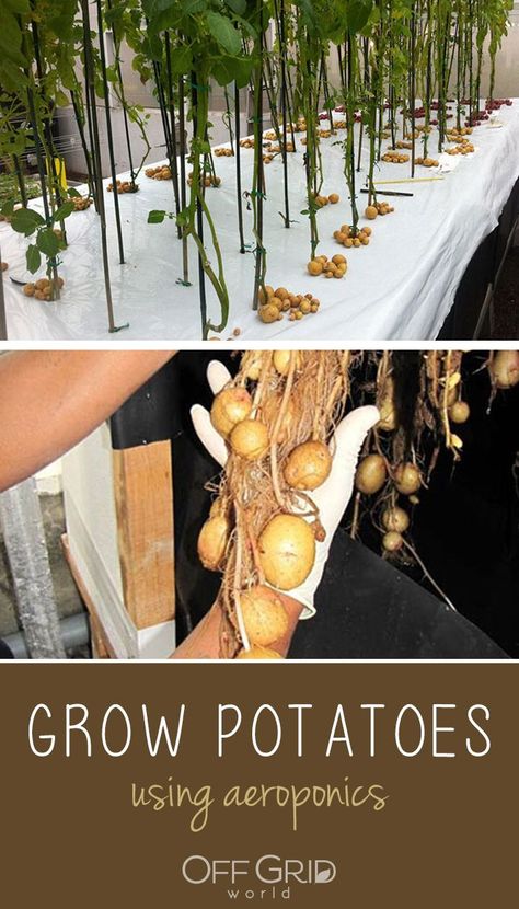 Grow Potatoes In Air, Aeroponic Potatoes, Aeroponics Diy, Aeroponic Gardening, Food Potatoes, Aquaponics Greenhouse, Azaleas Garden, Aquaponics Diy, Hydroponic Farming