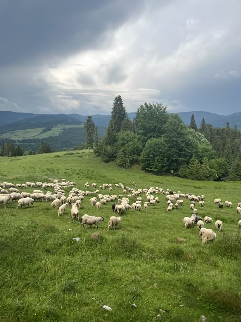 Sheep Aesthetic, Sheep Field, Sheep House, Future Farms, Farm Lifestyle, Sheep Farm, Image Bank, Countryside House, Rural Landscape