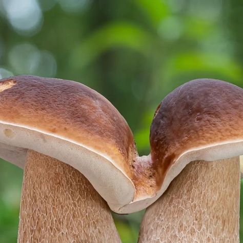 Luke's Mushrooms on Instagram: "Beautiful twin ceps from yesterday. With a tiny bonus in the second picture 🔎🍄
🌍 Boletus edulis
🇬🇧 Cep / Penny bun
🇩🇪 Gemeiner Steinpilz
🇨🇿 Hřib smrkový
🇸🇰 Hríb smrekový
🇵🇱 Borowik szlachetny
🇮🇹 Porcino
#boletusedulis #fungi #porcini #funghiporcini #boletus #cep #mushroom #mushroomhunting #nature #mushroomphotography #closeup #mushrooms #mushroompicking #mushroomforaging #houby #hrib #houbyrostou🍄🌲🌳" Truffle Mushroom Photography, Mycelium Mushroom, Mushroom Close Up Photography, Bolete Mushroom, Red Spotted Mushroom, Mushroom Hunting, Penny, Two By Two, Stuffed Mushrooms