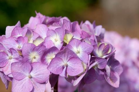 Bring home the beauty of hydrangeas by adding a bush—or three!—to your yard. When To Plant Hydrangeas, Bloomstruck Hydrangea, Flower Facts, Pruning Shrubs, French Hydrangea, Hydrangea Potted, Full Sun Flowers, June Flowers, Large Hydrangea