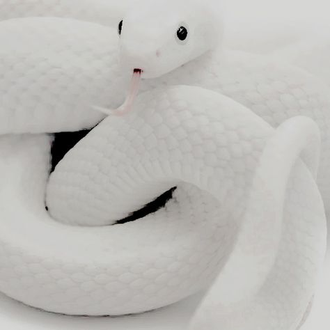 The White Snake, The Rescuers, Northern Territory Australia, Birth Parents, Beautiful Snakes, Emma Frost, White Snake, Wildlife Park, Northern Territory