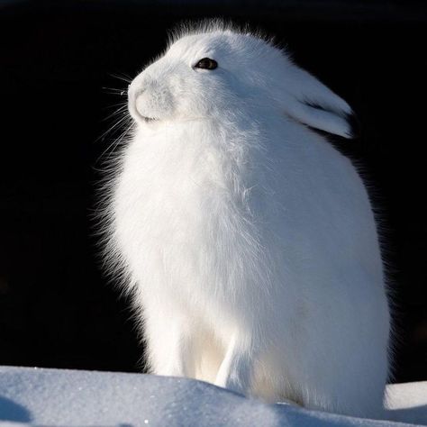 Antarctic Animals, Snowshoe Hare, Arctic Hare, Hare Photography, Hare Painting, Alaska Wildlife, Adorable Bunnies, Clouded Leopard, Animal Activism