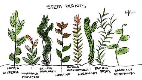 Having aquarium algae is, unfortunately, just a fact of life. Aquariums do need some algae, but too much and it can be a potential hazard to fish and other plant life. As with many areas of life, finding the balance that works for your particular aquarium is the key to success. Aquarium Drawing, Aquarium Algae, Plants Drawing, Fish Tank Themes, Plants Aquarium, Taman Air, Fish Tank Terrarium, Aquascape Design, Underwater Plants