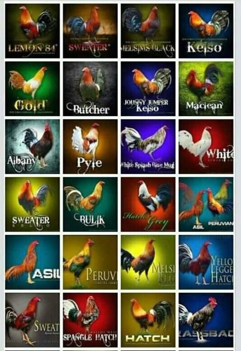 Gallos Gamefowl Breeding Chart, Chicken Breeds Chart, Rooster Tattoo, Rooster Breeds, Hatching Chickens, Chicken Coloring, Game Fowl, Cute Ducklings, Fancy Chickens