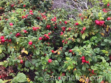 GardenLady.com | I Love Rosa rugosa...I Hate Rosa rugosa Rosa Rugosa Hedge, Rugosa Rose, Rose Hedge, Deer Resistant Garden, Beach Rose, Rosa Rugosa, Rose Recipes, Rose Patch, Love Hate Relationship