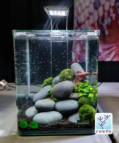 Fish Tank On Shelf, Betta Aquascape, Kids Aquarium, Aesthetic Fishing, Betta Fish Tank Ideas, Fish Tank Ideas, Fish Aesthetic, Fish Aquarium Decorations, Fish Tank Themes