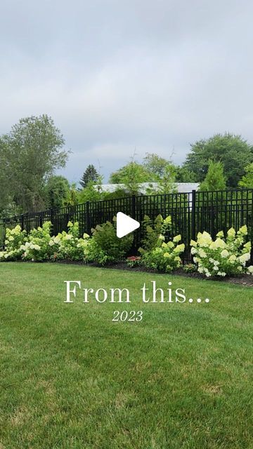 When To Plant Hydrangeas, Hedges Landscaping, Black Eyed Susan Vine, Landscaping Around House, Hydrangea Landscaping, Limelight Hydrangea, Growing Hydrangeas, Planting Hydrangeas, New Roots