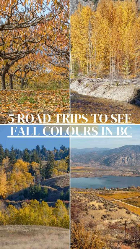 5 road trips to see the best fall colours in BC this autumn. 
Take a scenic autumn road trip from Vancouver to explore the best fall colours in BC and discover some of the finest displays Mother Nature has to offer.

#fall #fallcolours #fallcolors #fallfoliage #autumn #autumnvibes  #photography via @https://www.pinterest.ca/wendynordvikcar/ Autumn Road Trip, Fall Road Trip, Fall Colours, Explore Travel, Fall Foliage, Travel Life, City Guide, Road Trips, Fall Vibes