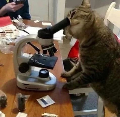 Science Cat, Funny Cat Memes, Funny Cat Pictures, Funny Animal Memes, Oui Oui, Silly Cats, Funny Animal Pictures, Really Funny Pictures, Animal Memes