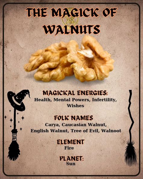 🌿✨ Discover the mystical power of walnuts in witchcraft! These magical nuts are sacred to deities like Zeus and Jupiter and are used for various enchanting purposes: - **Protection & Wisdom**: Walnut wood and leaves are used in protective spells and rituals, enhancing wisdom and intellect. - **Manifestation**: Write your intention, place it inside a walnut shell, seal it, and bury it to "grow" your desires. - **Cleansing**: Use walnuts in cleansing baths to strip away negativity and sever un... Protective Spells, Walnut Uses, Spells And Rituals, English Walnut, Supernatural Beings, Walnut Oil, Walnut Shell, Witchy Stuff, Walnut Wood