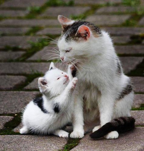 with mom! Mother Cat, Mama Cat, Baby Kittens, Funny Cat Memes, Cute Cats And Kittens, The Funny, 영감을 주는 캐릭터, Silly Cats, Beautiful Cats