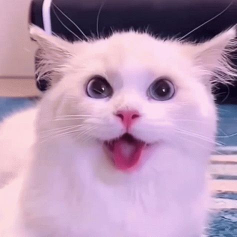 Citty Dog GIF - Citty Dog - Discover & Share GIFs Happy Cat Gif, Dog Animation, Cat Happy, Laughing Cat, Exotic Cats, Cute Kitten Gif, Cute Cat Gif, Pink Cat, Funny Cat Videos