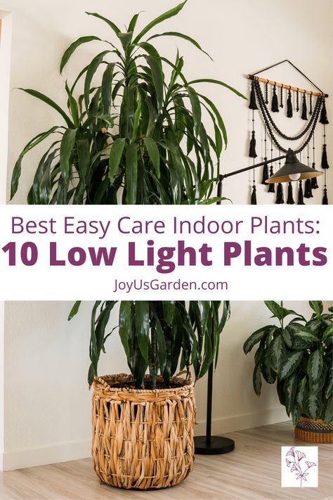 Indoor Trees Low Light, Plants For Dark Rooms, Houseplants For Low Light, Indoor Plants For Low Light, Indoor Floor Plants, Plants For Low Light, Low Maintenance Indoor Plants, Tall Indoor Plants, Low Light House Plants