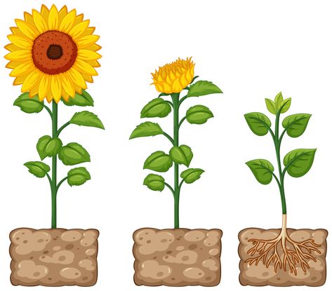 Flower Growing Drawing, Growing Drawing, Sunflower Growing, Blooming Sunflower, Sunflower Vase, Flower Clip Art, Flower Growing, Planting Sunflowers, Sunflowers Background