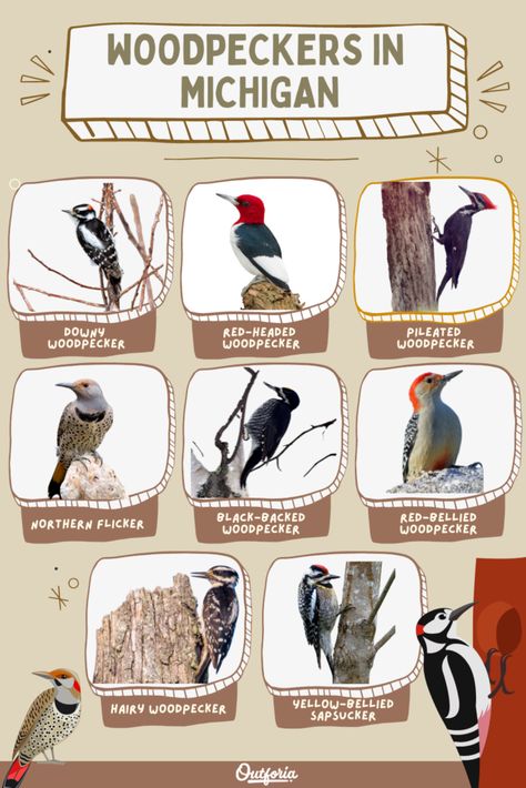 Curious to find out what woodpeckers live in Michigan? Check out Outforia's latest article to know more about the 8 species of woodpeckers in Michigan. Michigan Wildlife, Michigan Birds, Nature Appreciation, Wildlife Biology, Backyard Birds Watching, Backyard Birds Feeders, Northern Flicker, Downy Woodpecker, Animal Inspiration