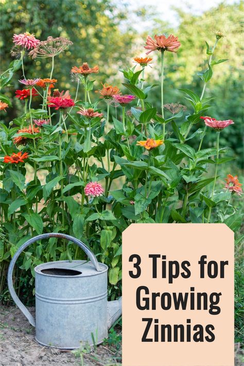 I am a huge fan of zinnias! Why? Because they are easy to grow, have an incredible vase life, require little work, are STUNNING with their ruffled petals, and are the foundation of our flower farm summer market bouquets. Over the years I’ve tried growing many different varieties of zinnias and today I’m sharing my top three favorite seed varieties and also giving you my top tips for growing the best zinnias! You don't want to miss out on these great flower garden tips! Flower Garden Tips, Growing Zinnias, Market Bouquets, Zinnia Bouquet, Zinnia Garden, Summer Market, Zinnia Flowers, Gardening 101, Growing Tips