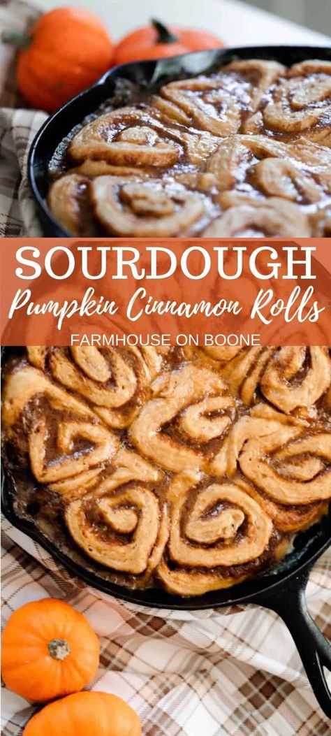 Sourdough pumpkin cinnamon rolls give a fall inspired twist to this classic recipe. Pumpkin purée is not only added to the dough, but also combined with butter, sugar, and pumpkin spice and smothered on the dough. You then roll it up, bake until your house smells delicious, and finally, top with cream cheese frosting to arrive at the most decadent spiced breakfast treat. #farmhouseonboone #sourdoughcinnamonrolls #sourdoughpumpkincinnamonrolls Sourdough Pumpkin Pull Apart Bread, Pumpkin Cinnamon Rolls Sourdough, Sourdough Pumpkin Cinnamon Rolls, Sourdough Pumpkin, Recipe Using Sourdough Starter, Sourdough Rolls, Sourdough Cinnamon Rolls, Cinnamon Roll Recipe, Sourdough Starter Discard Recipe