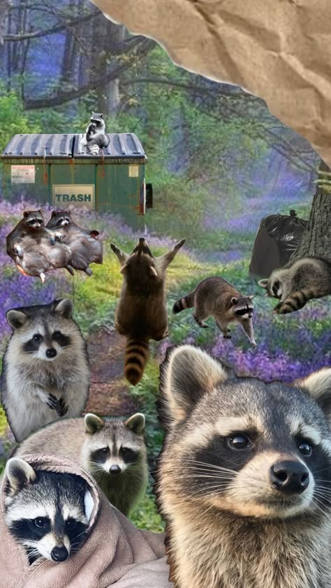 Raccoon Screensaver, Raccoon Lockscreen, Raccoons Wallpaper, Raccoon Aesthetic Wallpaper, Raccoon Collage, Raccoon Background, Raccoon Wallpaper Iphone, Racoon Wallpaper, Trashcore Aesthetic