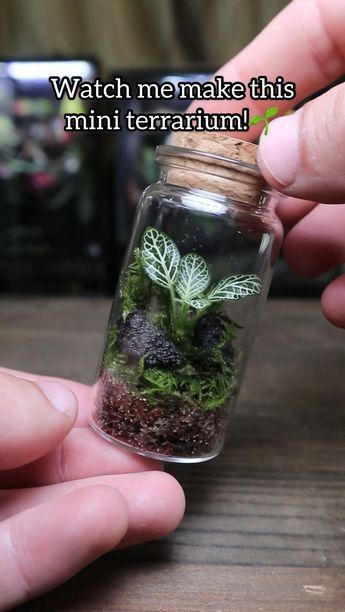 Tanaman Air, Diy Succulent Terrarium, Taman Air, Beautiful Terrariums, Mini Terrarium, نباتات منزلية, Terrarium Ideas, Moss Terrarium, Plant Hacks