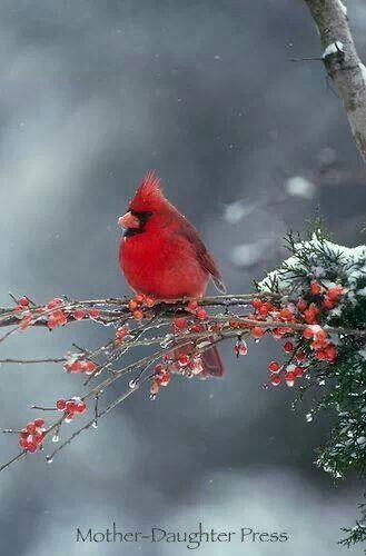 . Cat Embroidery, Winter Bird, Cardinal Birds, 수채화 그림, Red Bird, Backyard Birds, Red Birds, Pretty Birds, Bird Photo