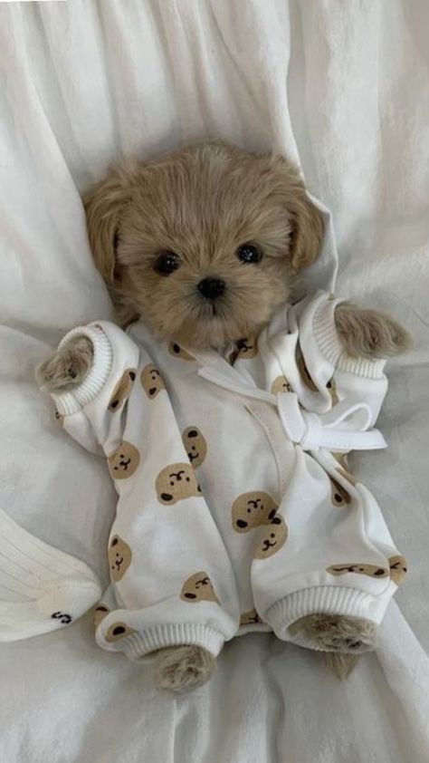 Cute Fluffy Puppies, Chien Shih Tzu, Cute Puppies And Kittens, Cute Dogs Images, Very Cute Puppies, Super Cute Puppies, Cute Small Animals, Cute Dog Photos, Cute Animals Puppies