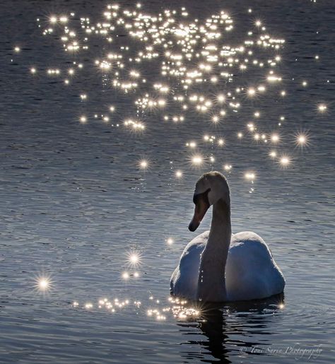 Swan Front View, Dramatic Pictures, Swans Reflecting Elephants, Lake With Swans, Swan In Foggy Lake, Swan Landing On Water, Beautiful Swan, Front View, Swans