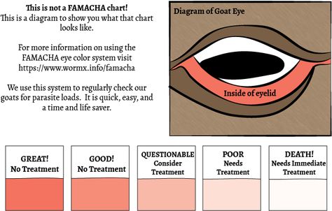 Famacha Chart, Goat Famacha Chart, Sick Emoji, Goat Videos, Ranch Animals, Livestock Judging, Animal Tips, Goat Health, Keeping Goats