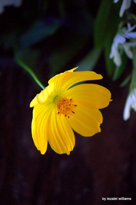 Yellow cosmos Yellow Cosmos, Amazing Flowers, Cosmos, Yellow, Plants, Flowers