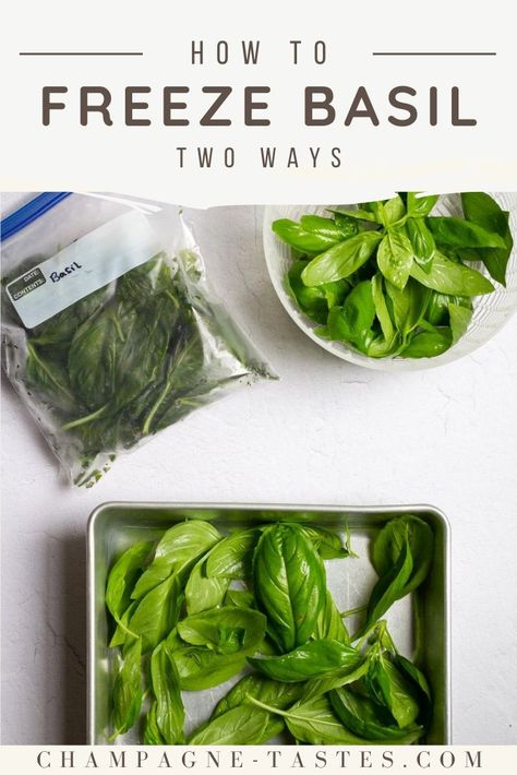 Herb Preservation, How To Freeze Basil, Storing Fresh Basil, Storing Basil, Preserving Basil, Freezing Fresh Herbs, Preserve Fresh Herbs, Fresh Basil Recipes, Fresh Herb Recipes