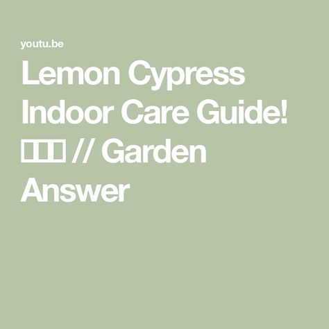 Lemon Cypress Indoor Care Guide! 🍋💚🏡 // Garden Answer Lemon Cypress, Garden Answer, Potting Soil, Soil, Lemon