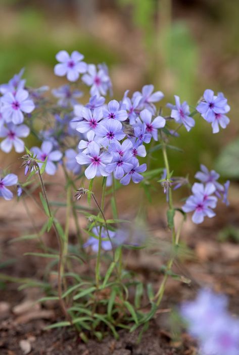 How to Grow and Care for Woodland Phlox Woodland Phlox Flower, Soil Regeneration, Prairie Flowers, Phlox Flowers, Woodland Gardens, Creeping Phlox, Prairie Flower, Woodland Flowers, Wood Gate