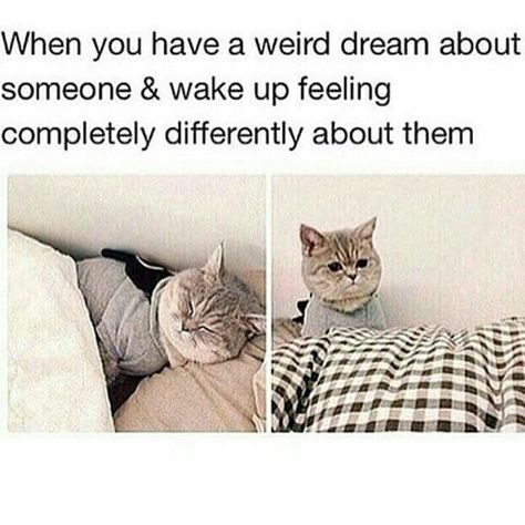 Have you ever had a weird dream about someone? #tibromedical #sleep #sleepapnea Memes Lol, Weird Dreams, Funny Pins, Bones Funny, Funny Posts, Funny Cute, Cat Memes, A Cat, I Laughed