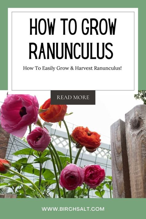 Check out the blog post to learn how you can easily grow ranunculus flowers from start to finish! #gardening #flowers #cutflowers #harvest #zone5b #maine #ranunculus #spring Grow Ranunculus, Ranunculus Flowers, Gardening Flowers, Zone 5, Ranunculus, Cut Flowers, Flower Art, Need To Know, Maine