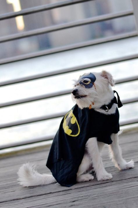 10 Paw-sitively Purrfect Pet Halloween Costumes Batman Dog Costume, Diy Pet Costumes, Diy Dragon Costume, Diy Batman, Batman Dog, Batman Diy, Easy Diy Costumes, Halloween Games For Kids, Pet Halloween Costumes