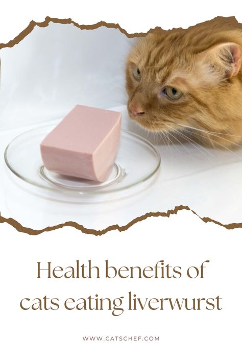 Although there aren’t many, certain health supplements can be found in this meat. If you’re wondering whether or not cats can eat liverwurst, these benefits may put you at ease. Liverwurst is a source of vitamins, such as vitamin A, thiamine, vitamin C, niacin, and others. #catschef #cat #cats #kitten #kittens #catlover #catlovers #catlife #catoftheday #meow #pets #cute #love #animals #animallovers #kitty #kittycat #persiancat #mainecoon #ragdollcat #siberiancat #bengalcat #siamesecat Meat Safe, Liverwurst, Siberian Cat, Pets Cute, Ragdoll Cat, Bengal Cat, Persian Cat, Siamese Cats, Vitamin A