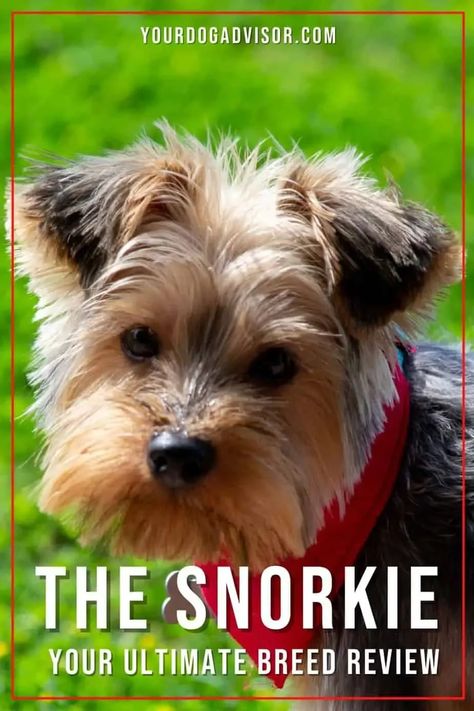 Fans of small dogs unite! The Snorkie is here to steal hearts worldwide with his adorable appearance, friendly temperament, and unique origin.This cute crossbreed is quickly becoming a family-favorite thanks to his hypoallergenic coat and gentle but robust nature. Snorkies Puppies, Snorkie Dog, Cute Dog Mixes, Tucker The Dog, Funny Talking Dog, Dog Dancing, Dog Crossbreeds, Dog Behavior Training, Talking Dog