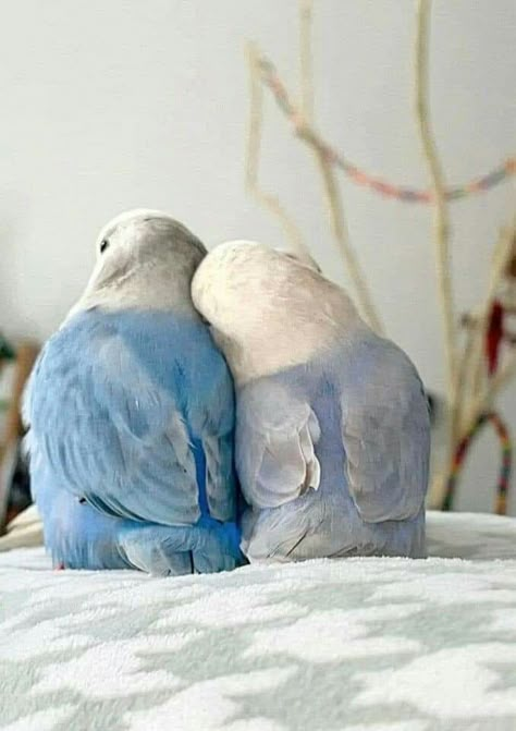 Birds In Nature, Couple Birds, Love Birds Pet, Funny Parrots, Cute Small Animals, Pretty Animals, Funny Birds, Magical Moments, Fluffy Animals