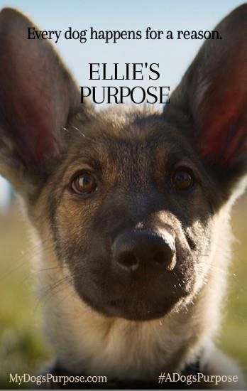 A Dog's Purpose - Book & Movie A Dogs Purpose Movie, A Dog's Purpose, A Dog's Journey, Dog Films, A Dogs Purpose, Dog Movies, Christian Movies, Gsd Puppies, Dog Books