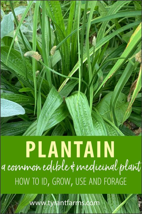 Ribwort Plantain, Plantain Leaves Benefits, Plantain Plant, Plantain Herb, Medicinal Herbs Remedies, Medicinal Weeds, Plantain Leaves, Medical Herbs, Wild Food Foraging