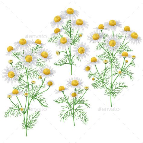 Wild Chamomile Bunches Set. - Flowers & Plants Nature Chamomile Tattoo, Wild Chamomile, Chamomile Plant, Wildflower Drawing, Floral Words, Flora Pattern, Flower Drawing Tutorials, Fabric Painting On Clothes, White Petals