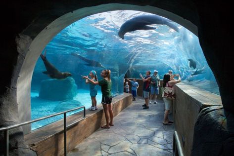 Best Free Things to Do in St. Louis – Slap Dash Mom St Louis Zoo, Yeosu, Houston Zoo, Georgia Aquarium, St Louis Missouri, Sea Lion, San Sebastian, Sea World, Oh The Places Youll Go